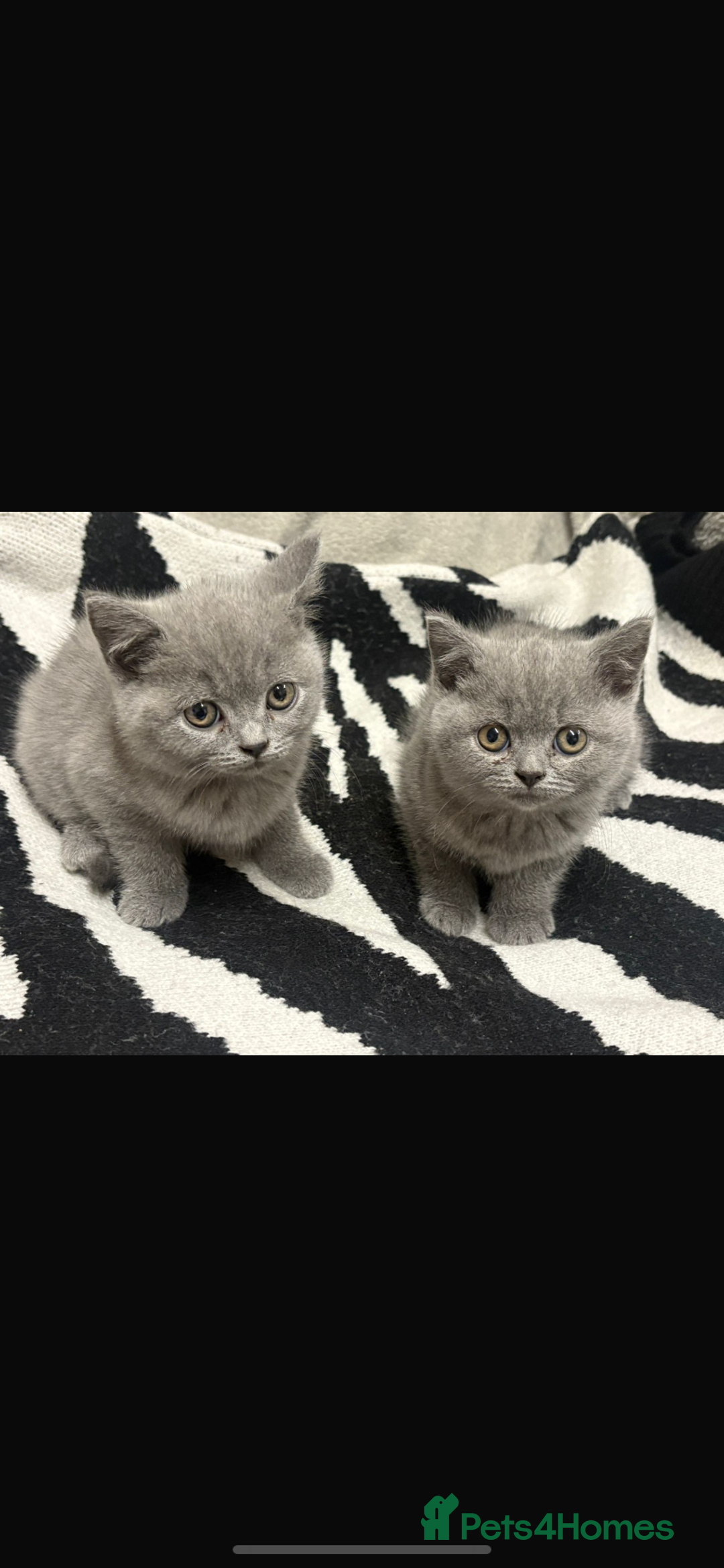 British Shorthair cats for sale: British shorthair kittens male and female  - Image 3