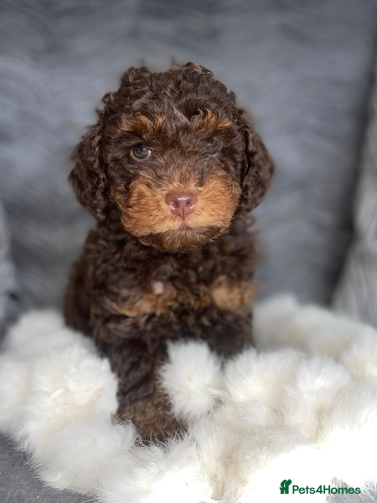 Cockapoo dogs F1b stunning Rare litter Merle and Red Cockapoos  - Advert 1
