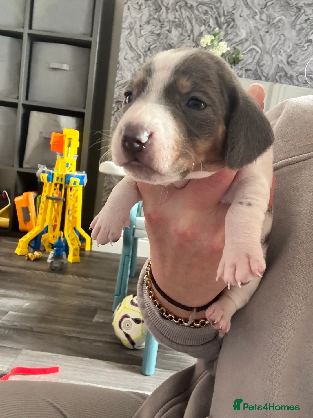 Dachshund dogs for sale: Miniature dashaund - Advert 31