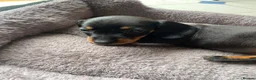 Miniature Dachshund dogs for sale: Miniature dachshund 3 boys 5 girls - Advert 29