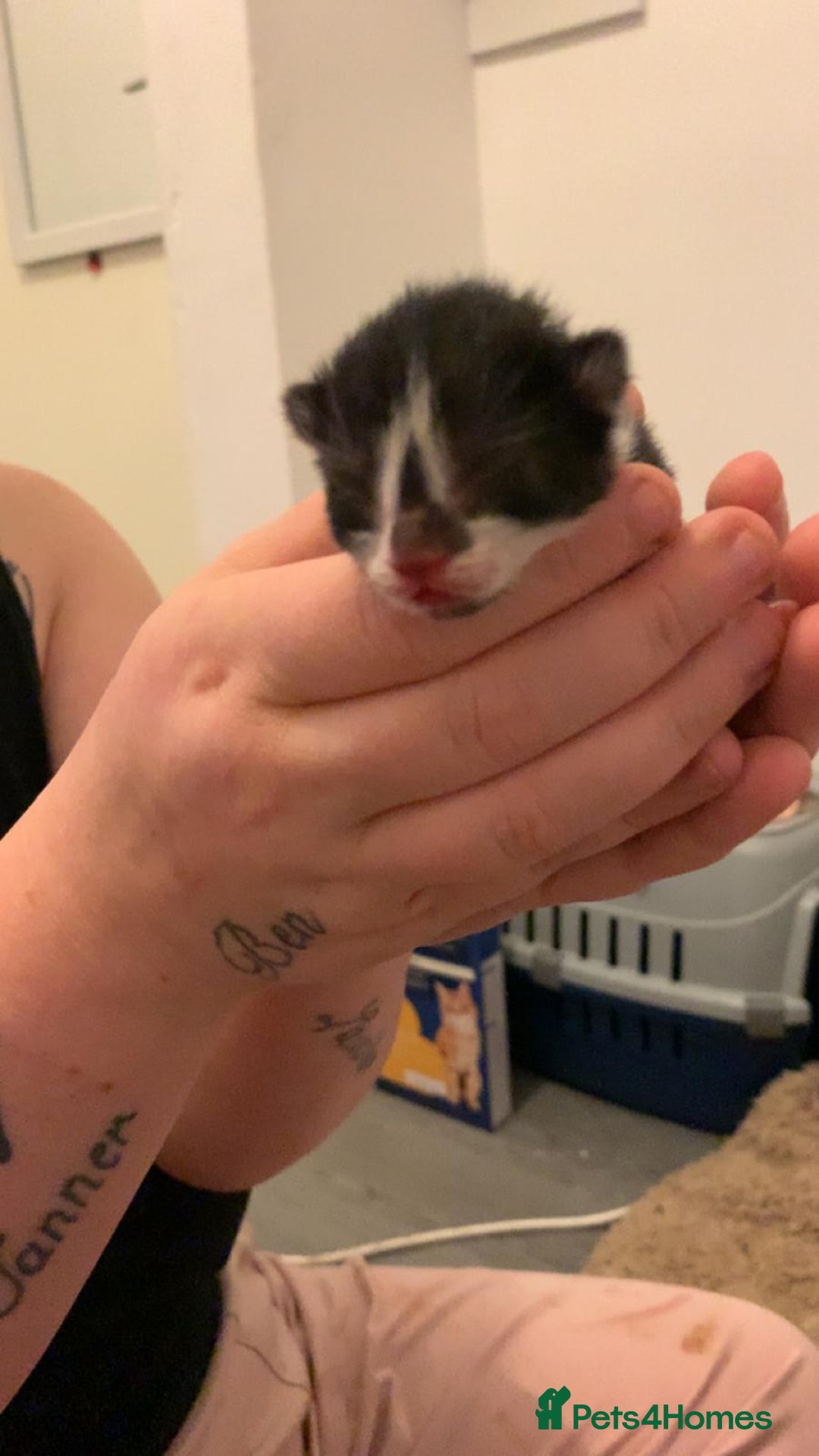 Mixed Breed cats for sale: 3 kittens for sale  - Advert 3