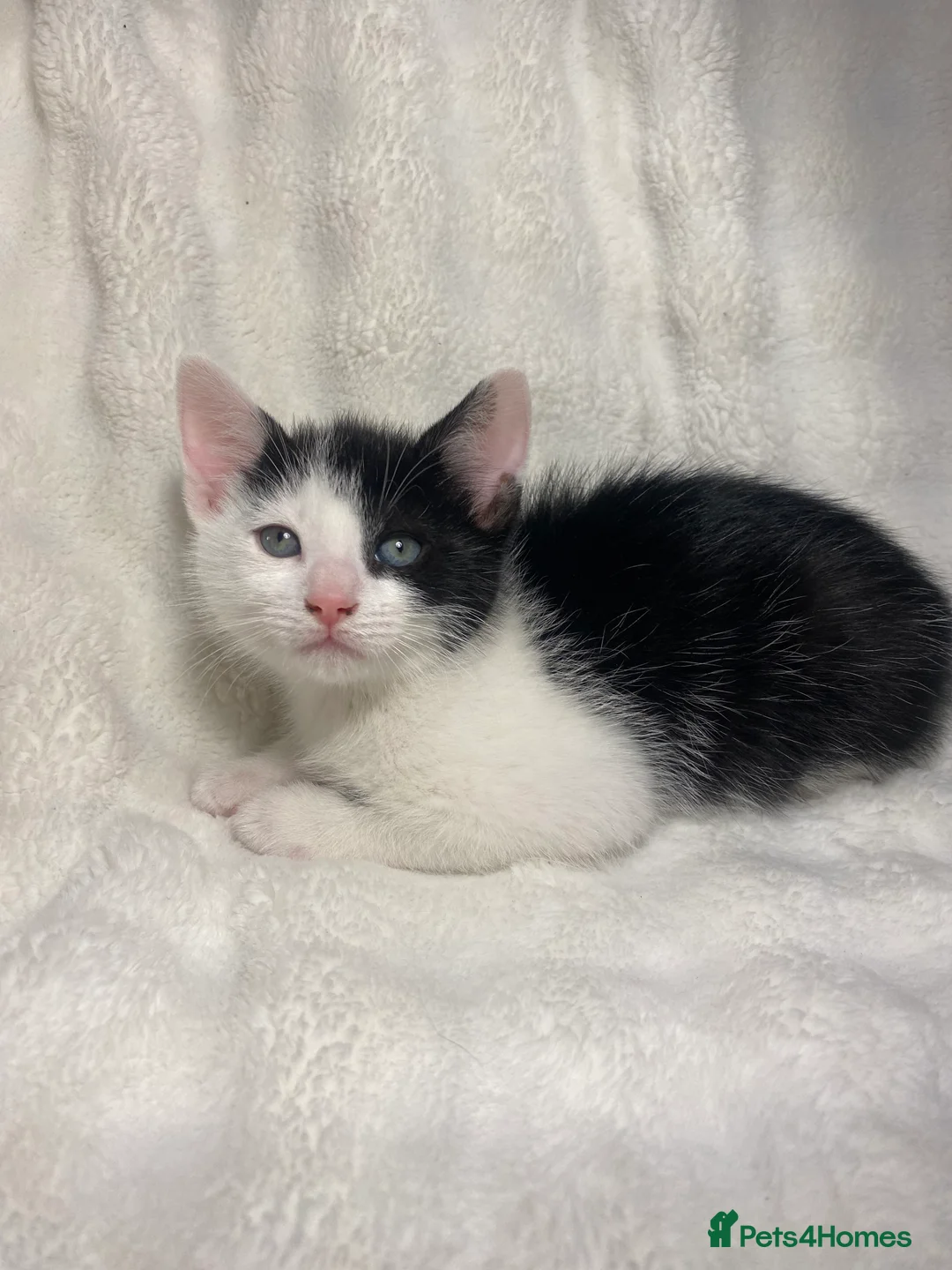 Mixed Breed cats for sale: Adorable Kitten Awaiting His Forever Home🏡 - Advert 1