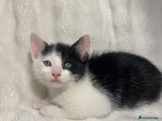 Mixed Breed cats Adorable Kitten Awaiting His Forever Home🏡 - Advert 1