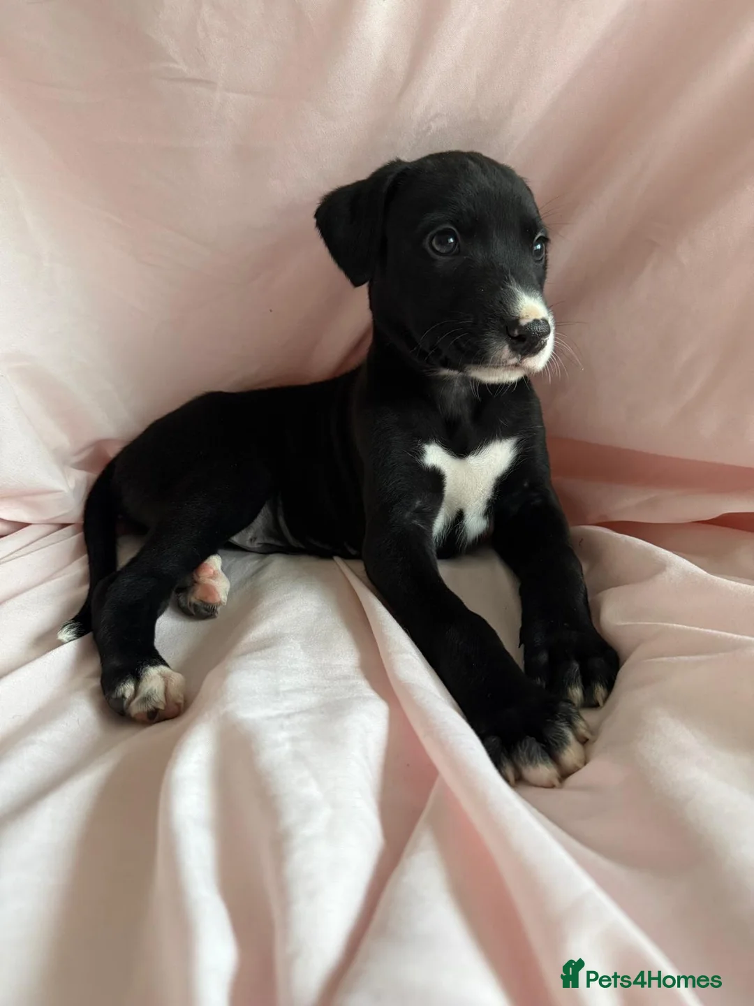 Lurcher dogs for sale: Lurcher puppies  in Northwich - Advert 2
