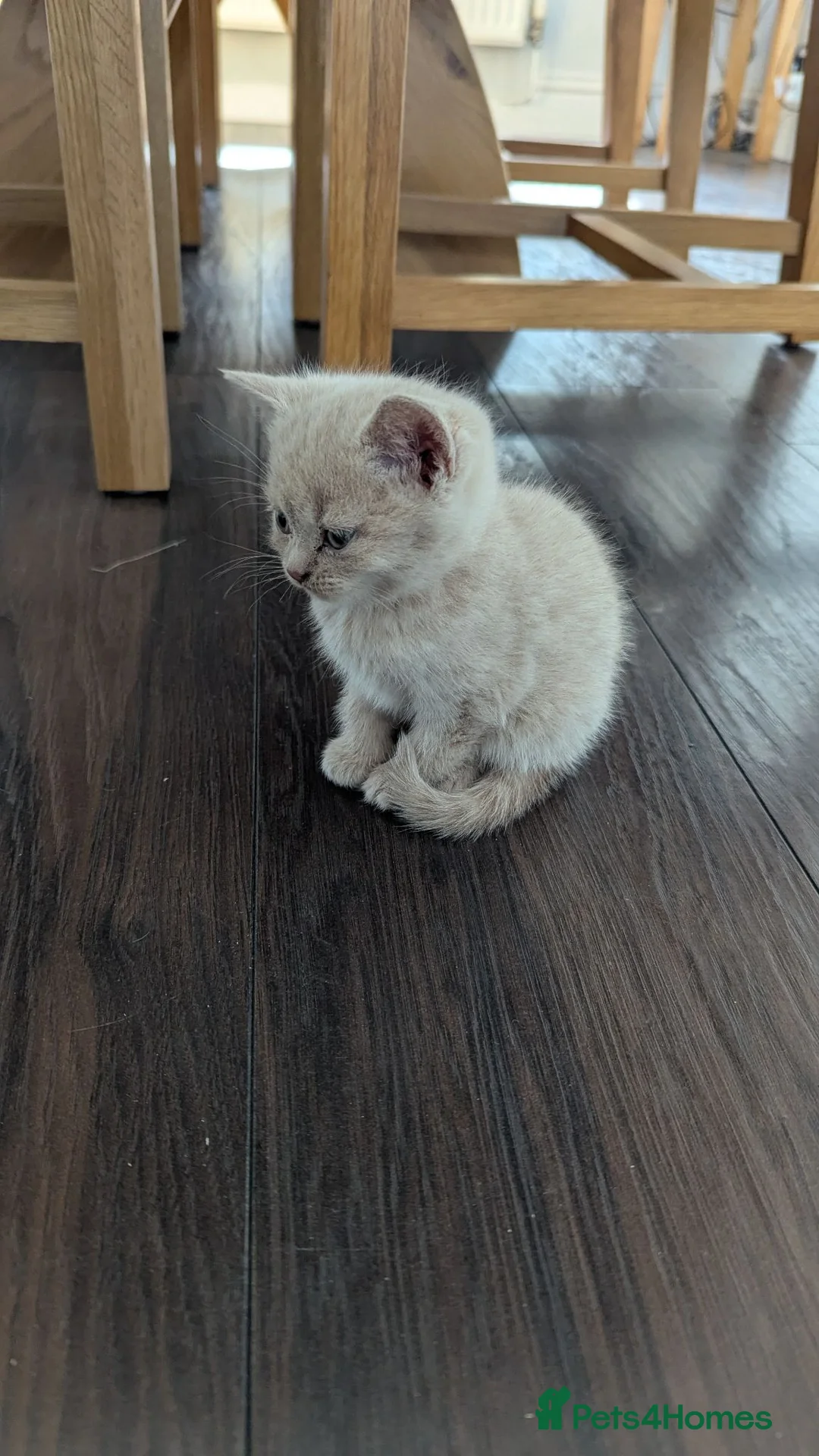 British Shorthair cats for sale: Brutish short hair  in Caldicot - Advert 5