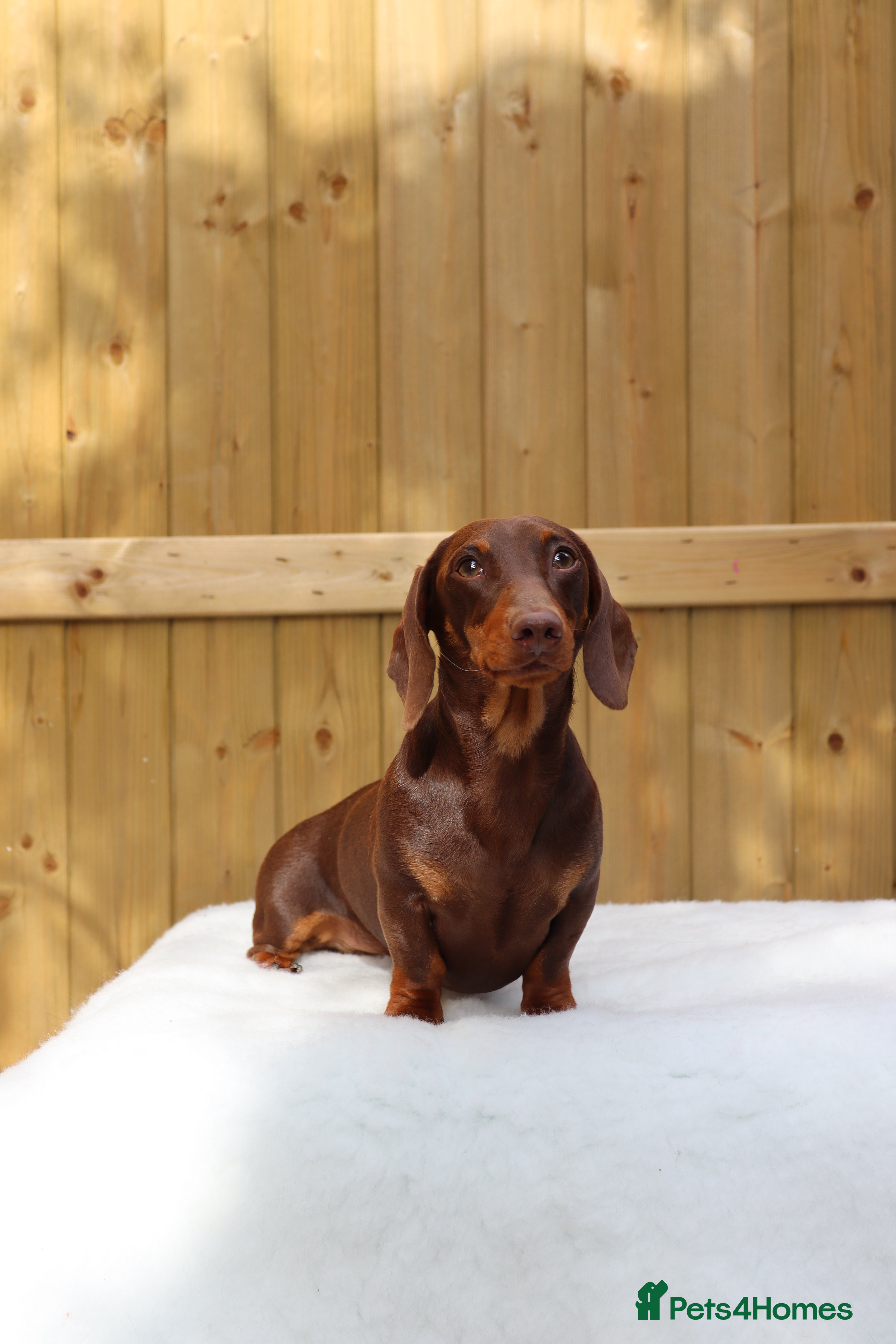 Dachshund dogs Chocolate and tan miniature dachshund for stud - Advert 3
