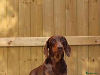 Dachshund dogs Chocolate and tan miniature dachshund for stud - Advert 4