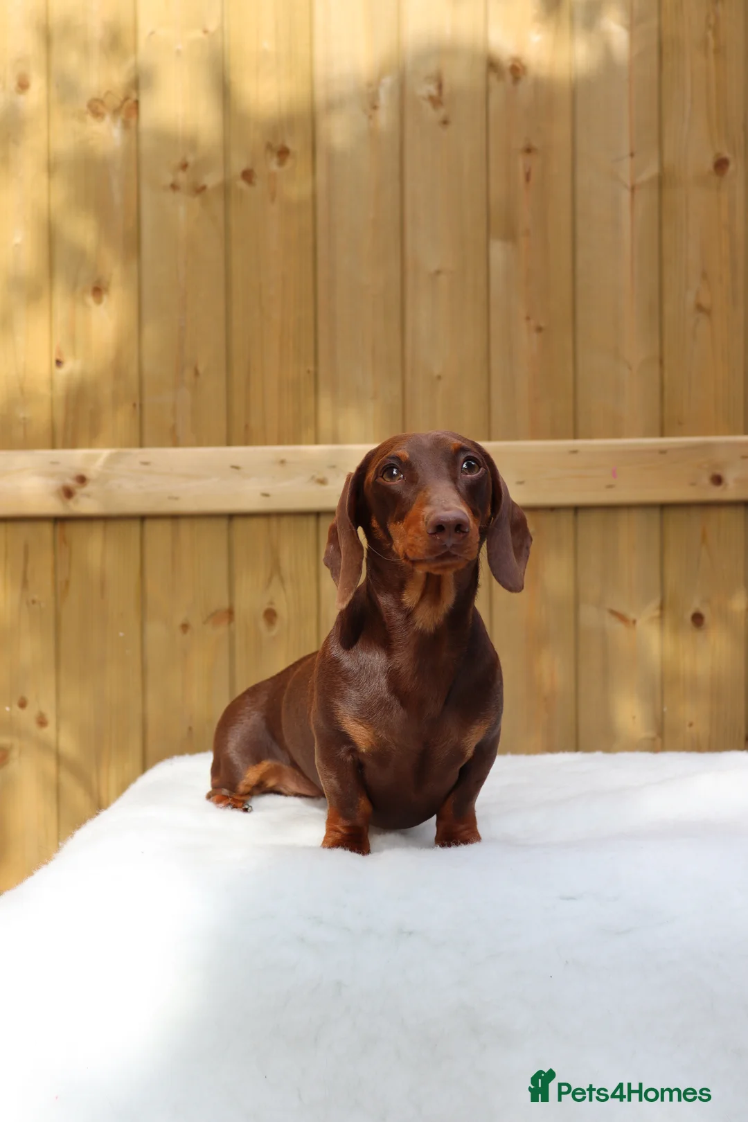 Dachshund dogs for stud: Chocolate and tan miniature dachshund for stud - Advert 1