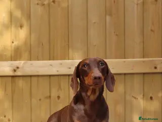 Dachshund dogs Chocolate and tan miniature dachshund for stud - Advert 13