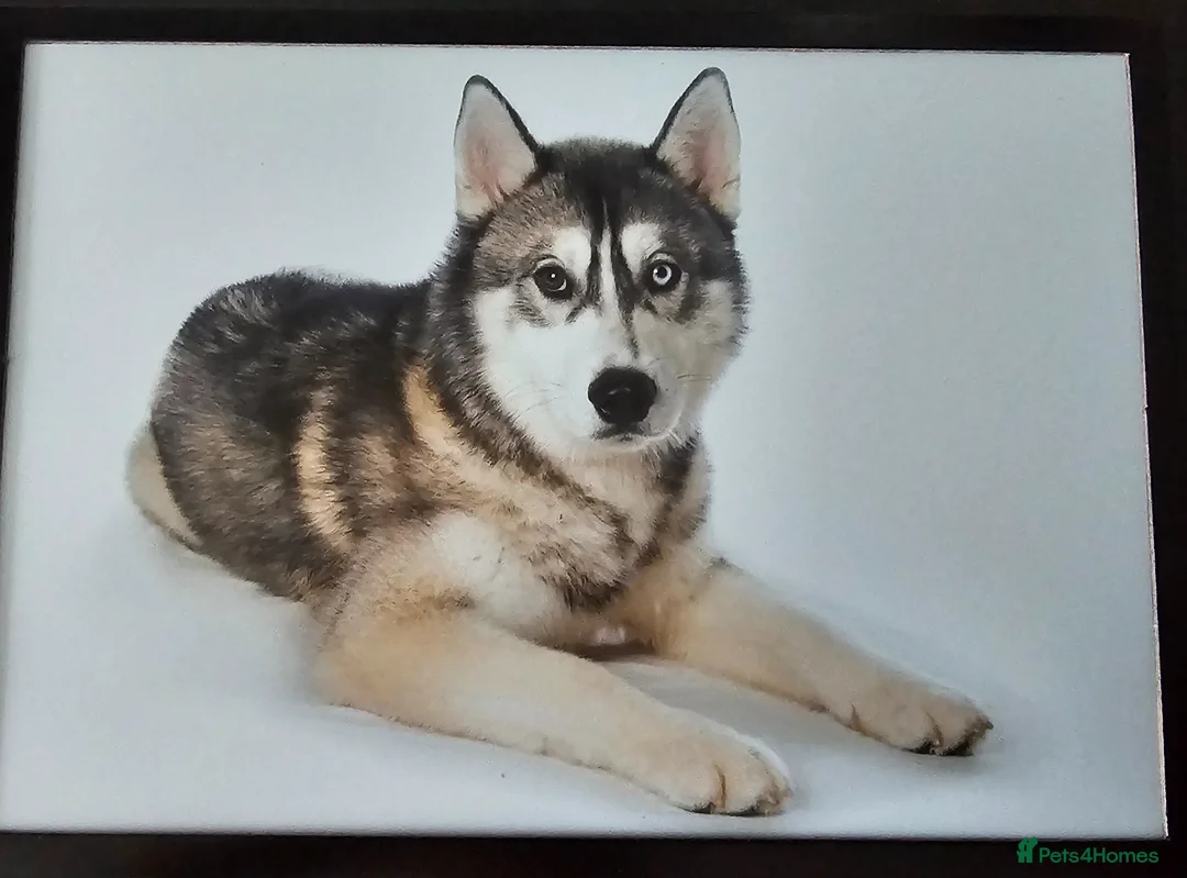 Siberian Husky dogs for sale: Purebred siberian husky male  in Stoke-on-Trent - Advert 4
