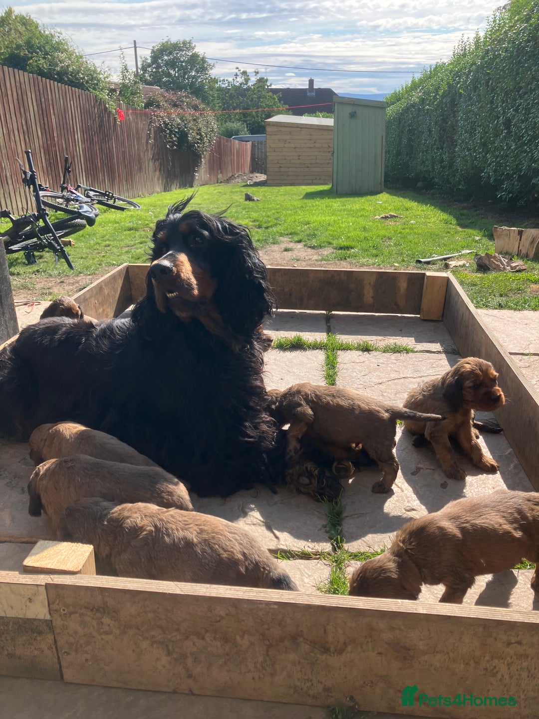 Mixed Breed dogs for sale: Beautiful setter pups Gordon/Irish  - Image 16