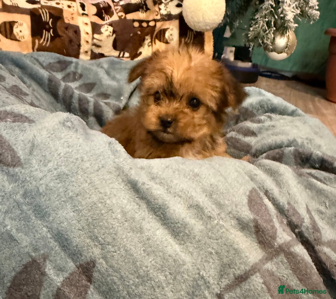 Yorkshire Terrier dogs for sale: Mini Yorkshire Terrier  - Advert 9