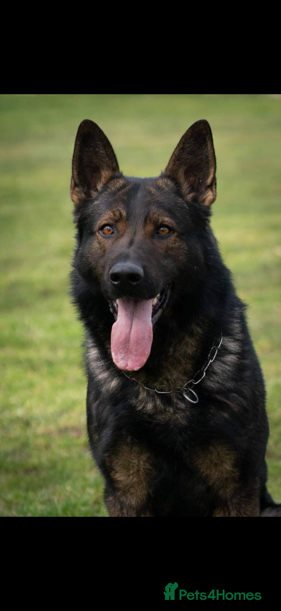German Shepherd dogs Part Trained German shepherd available  - Advert 2