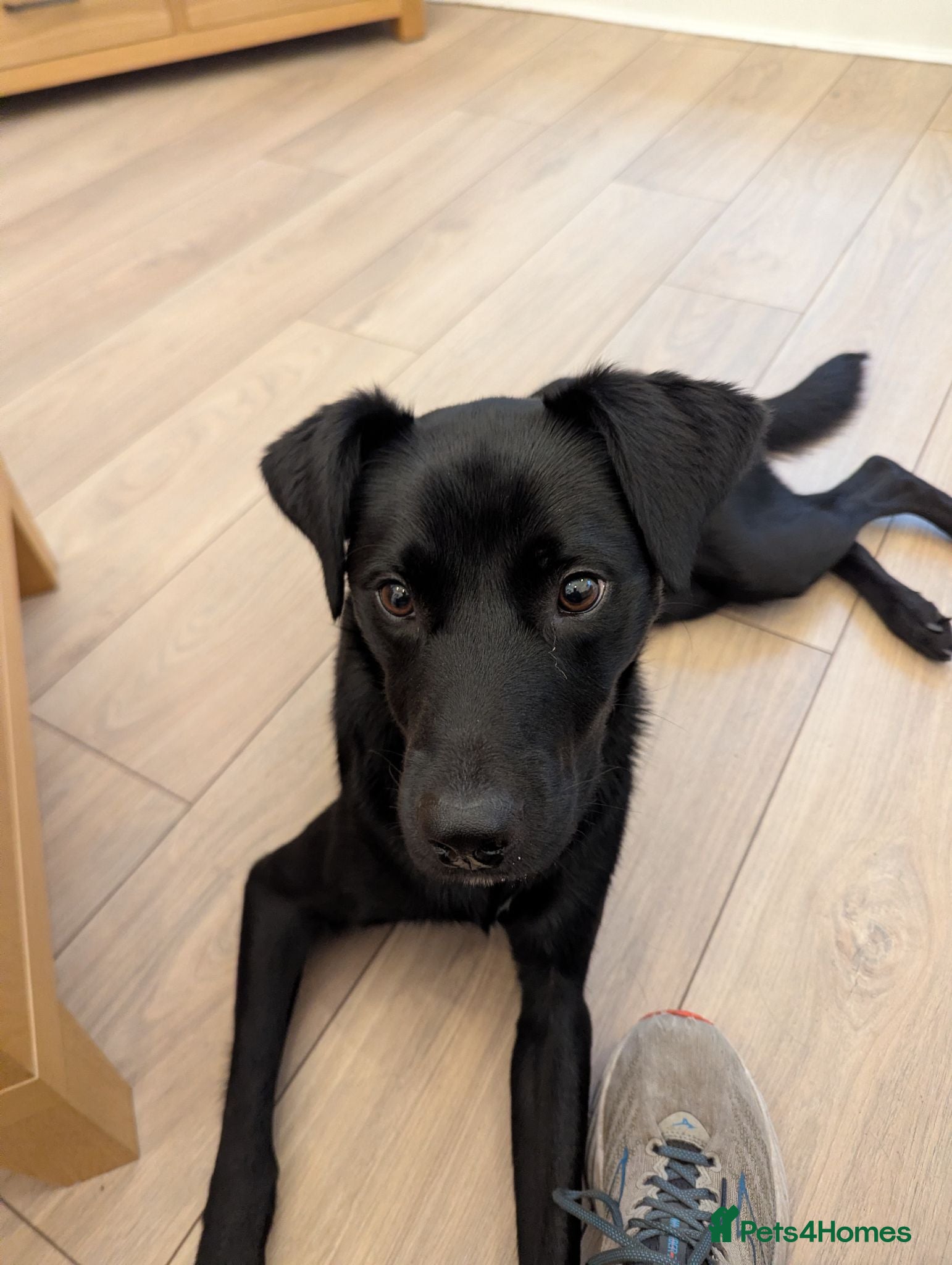 Borador dogs 1 year old Male Borador looking for a forever home - Advert 5