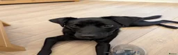 Borador dogs for sale: 1 year old Male Borador looking for a forever home - Advert 3