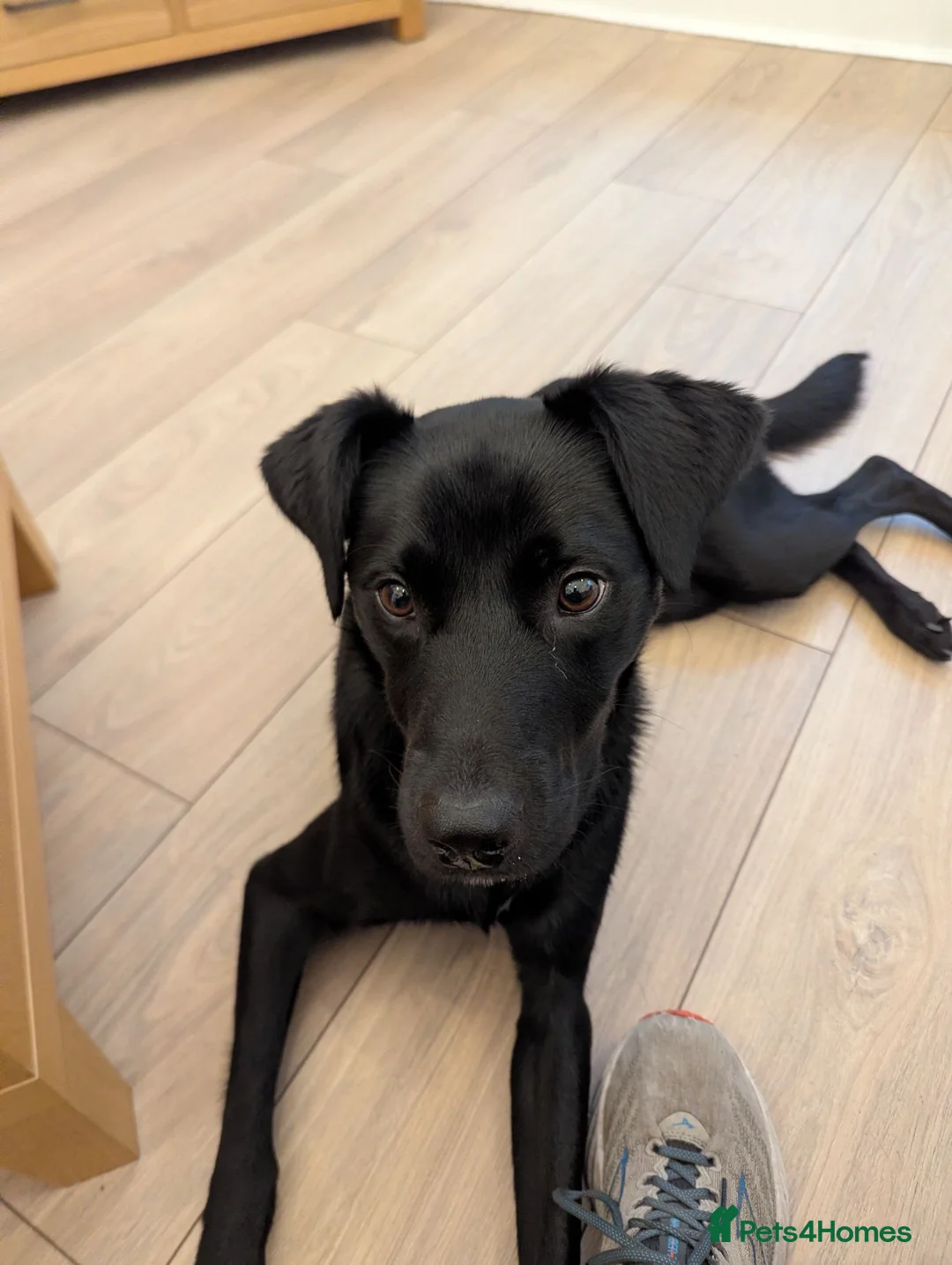 Borador dogs for sale: 1 year old Male Borador looking for a forever home - Advert 1