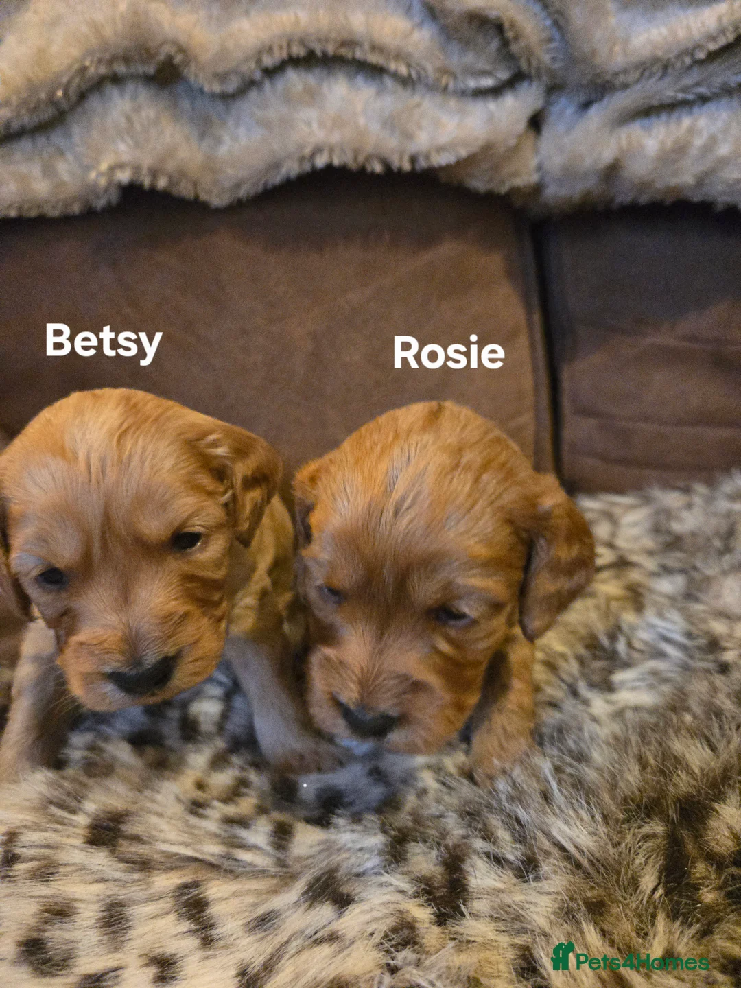 Cockapoo dogs for sale: Gorgeous show toy cockapoo puppies - Advert 4