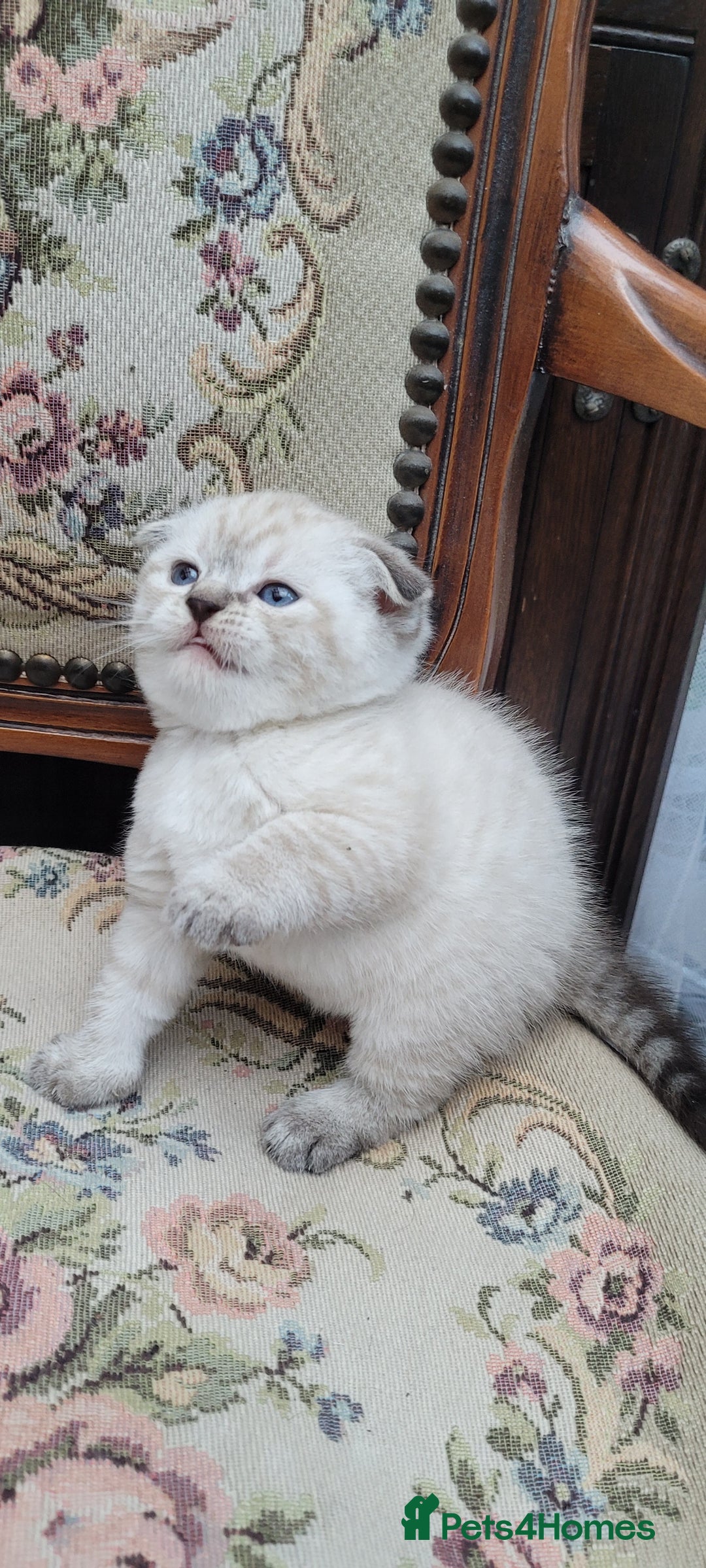 Scottish Fold cats for sale: Scottish fold kittens with blue eyes  - Image 13