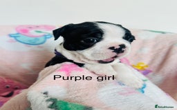 Boston Terrier dogs for sale: One stunning girl left !!! Ready to leave now !  - Image 10