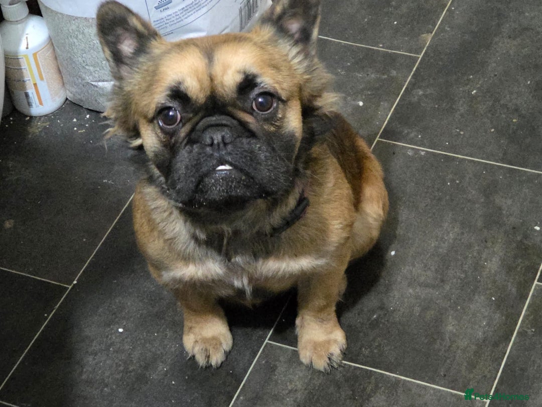 French Bulldog dogs for sale: Fluffy French bulldog - Advert 3
