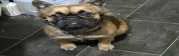 French Bulldog dogs for sale: Fluffy French bulldog - Advert 3