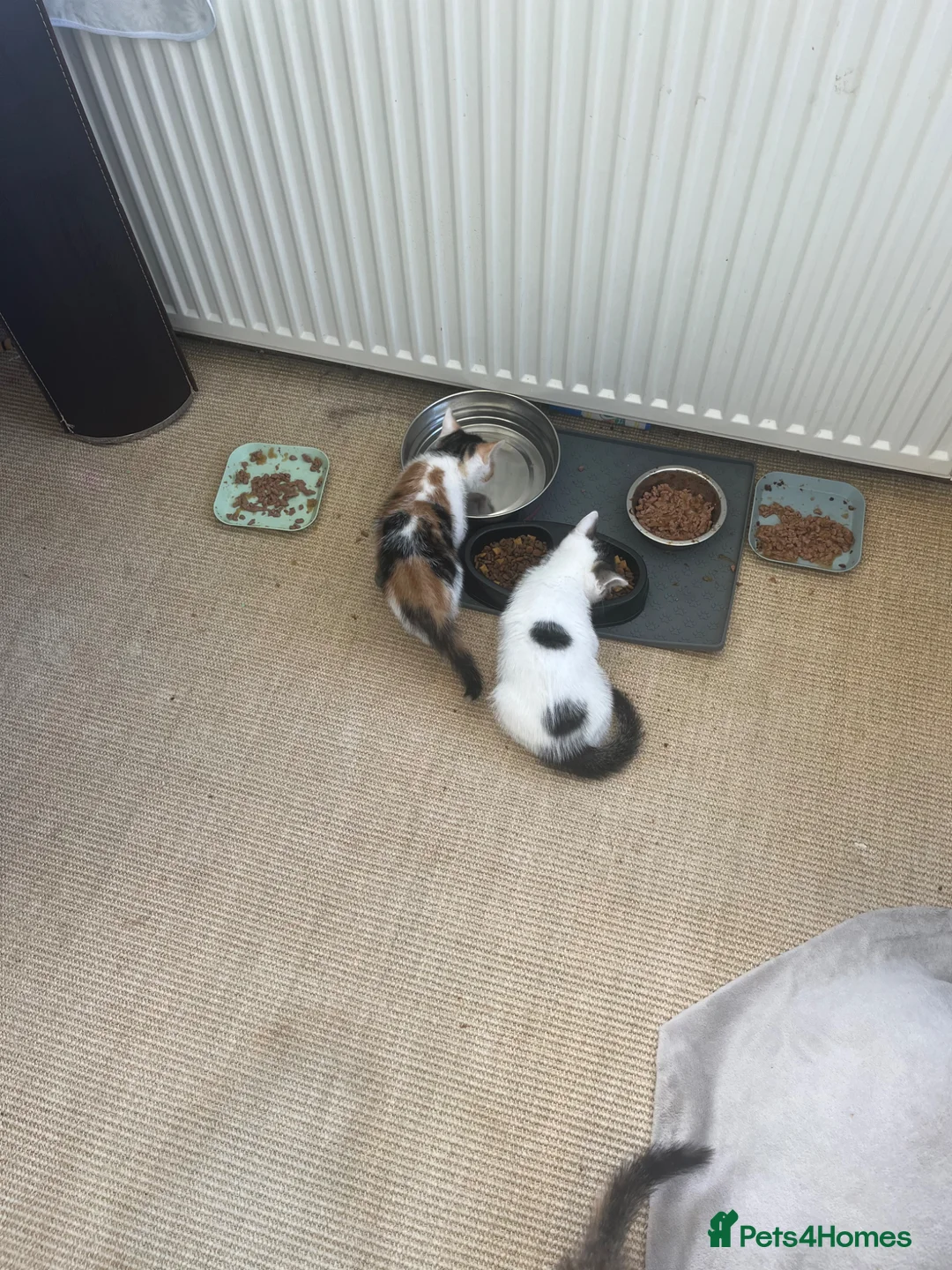 Mixed Breed cats for sale: Beautiful girl for sale  - Advert 2