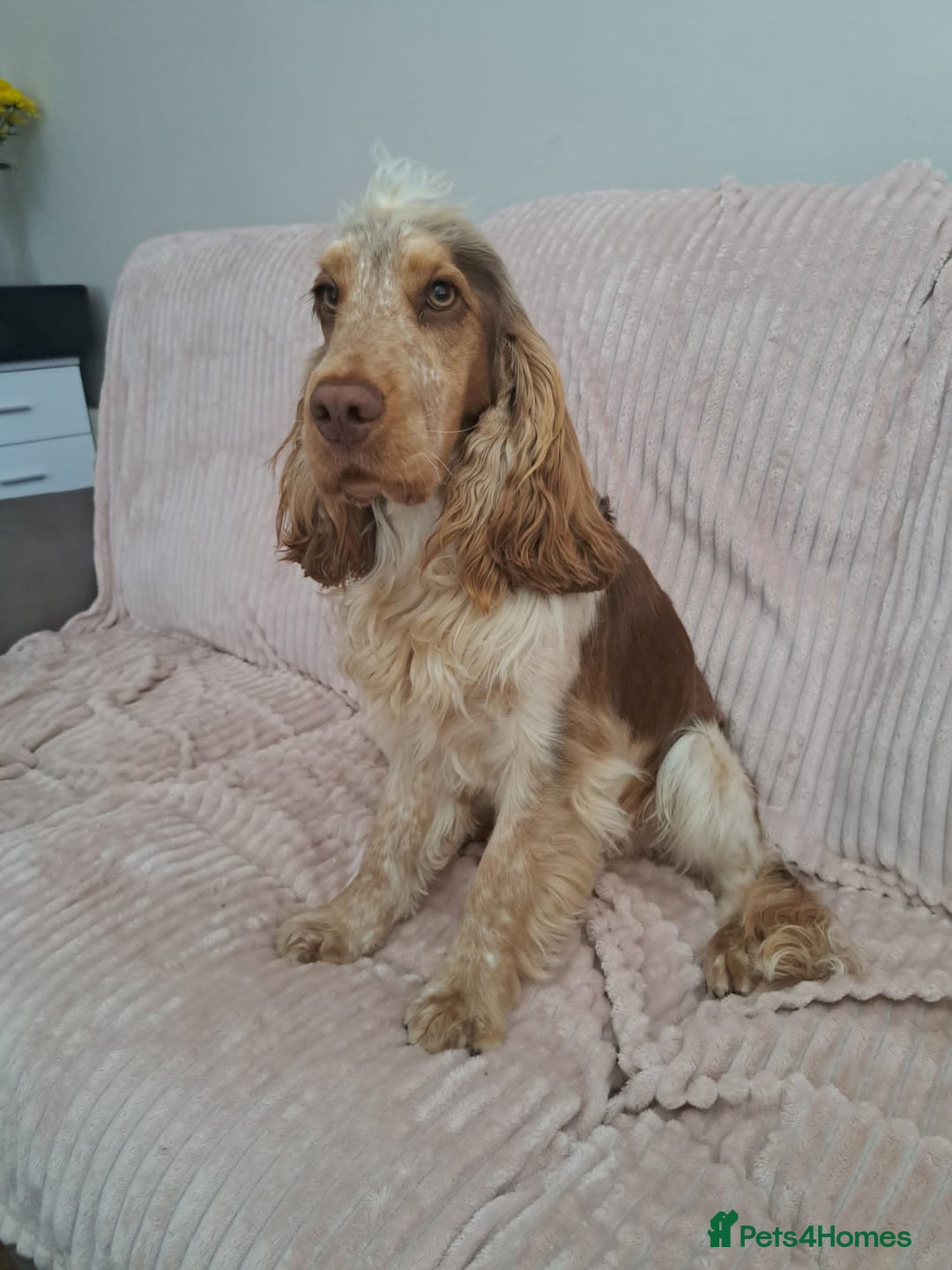 Cocker Spaniel dogs for stud: KC reg show cocker spaniel, proven health tested  - Advert 20