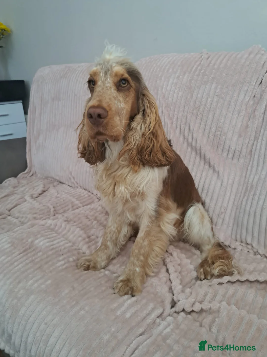 Cocker Spaniel dogs for stud: KC reg show cocker spaniel, proven health tested  - Advert 20