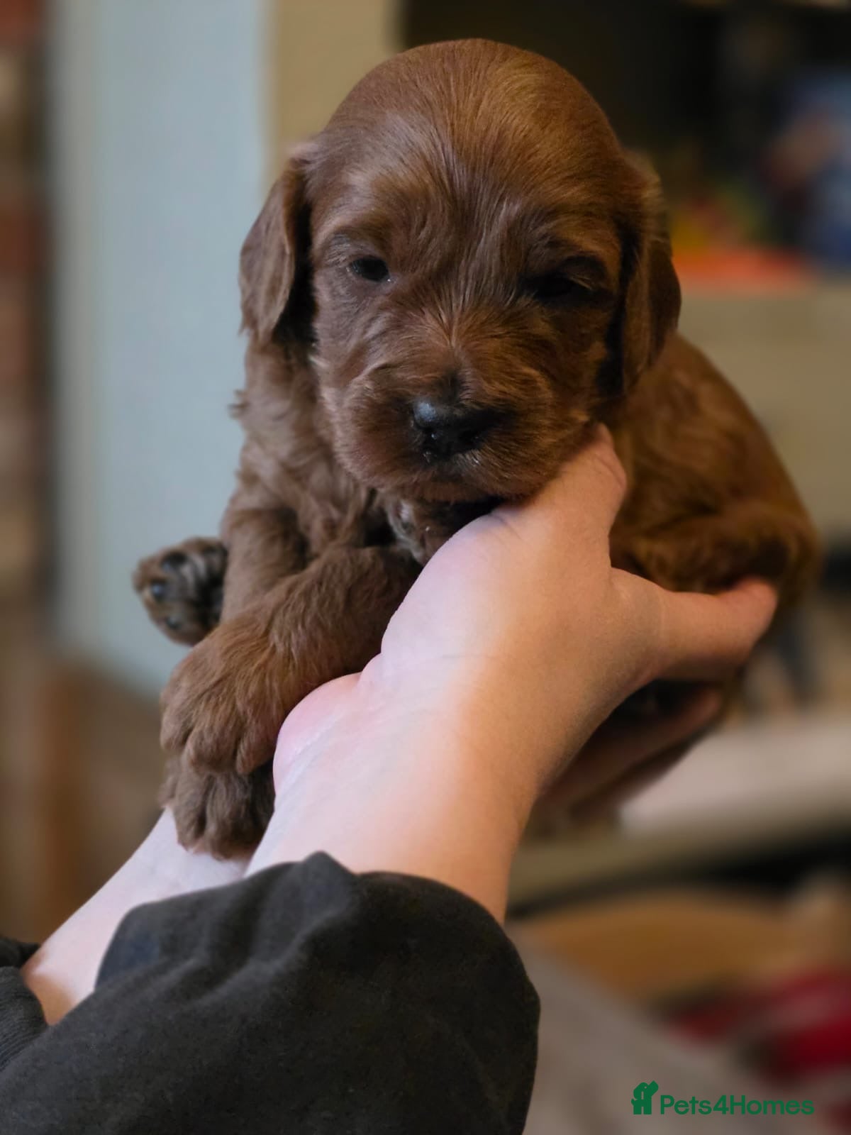 Cockapoo dogs Loving Cockapoo puppies  - Advert 12