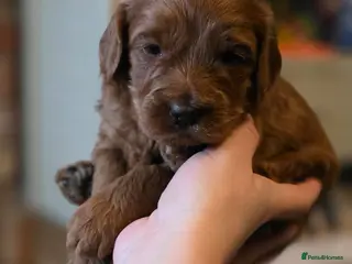 Cockapoo dogs Loving Cockapoo puppies - Advert 18