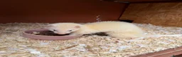 Ferret rodents for sale: Sandy jill in Inverness - Advert 3