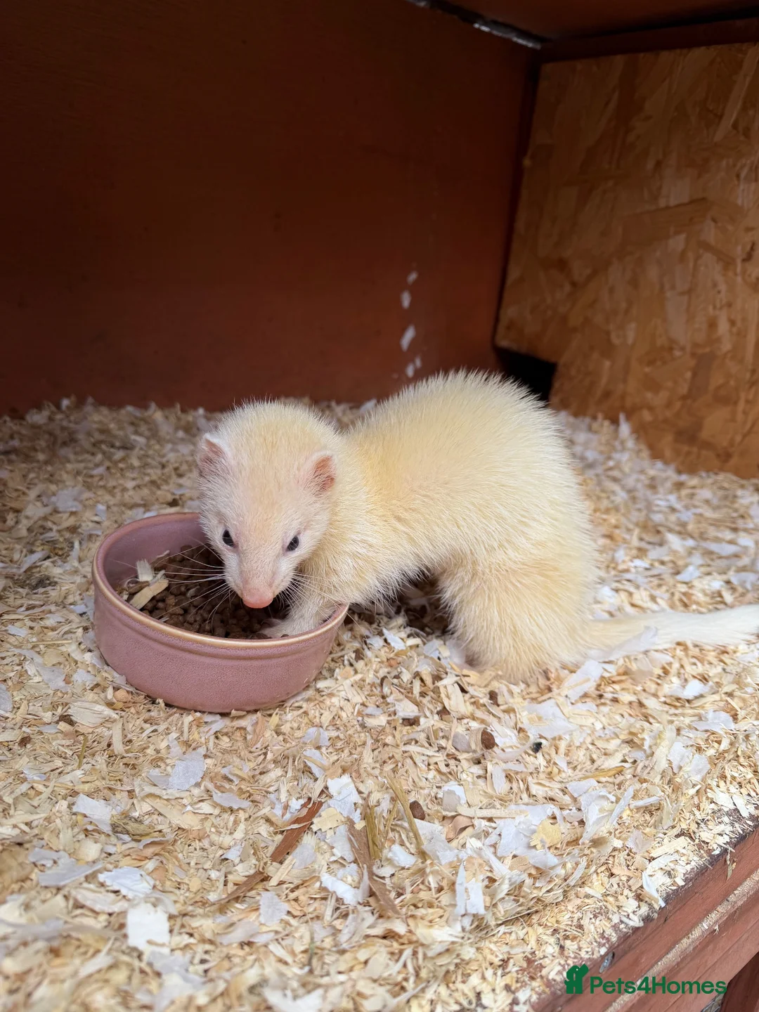 Ferret rodents for sale: Sandy jill in Inverness - Advert 3
