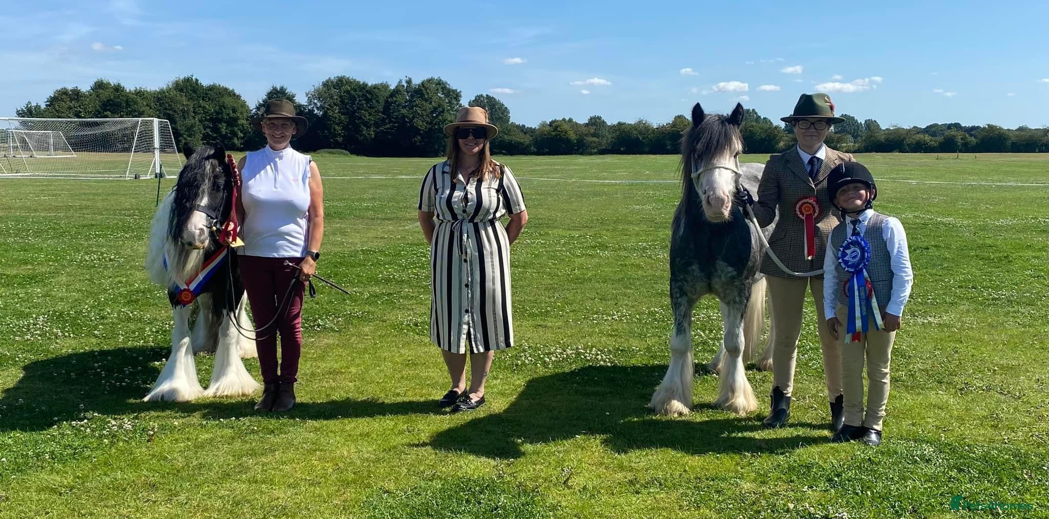 Irish Cob horses for sale: Norman  - Advert 27