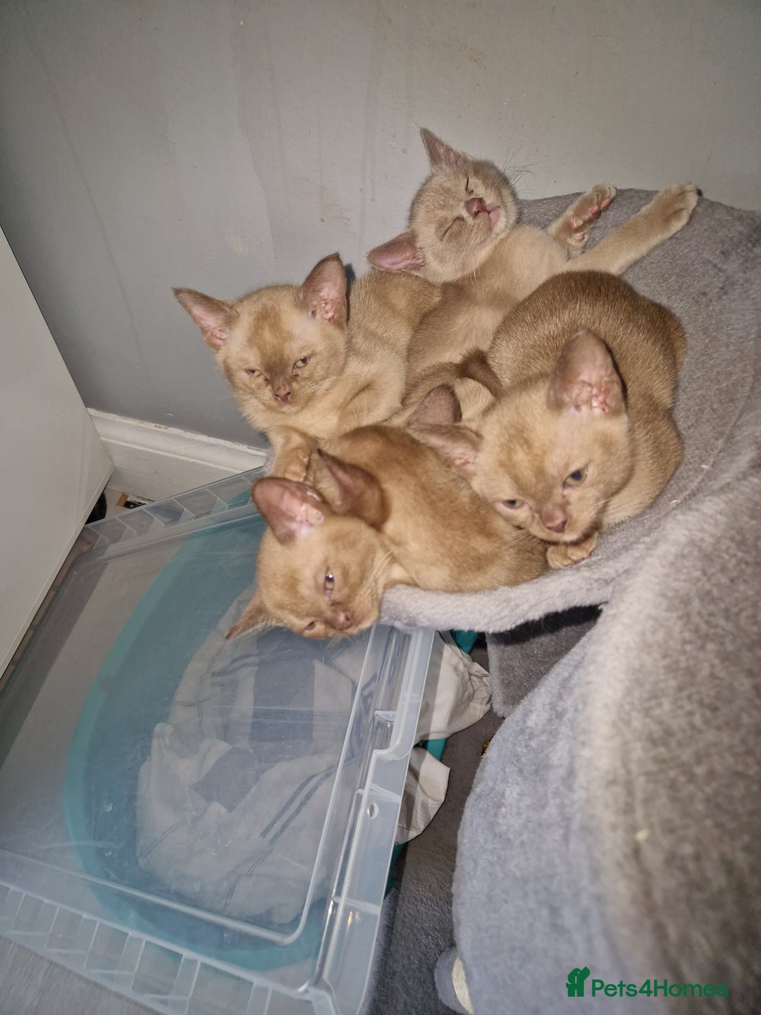 Burmese cats for sale: Burmese Kittens – Two Chocolate  - Image 7