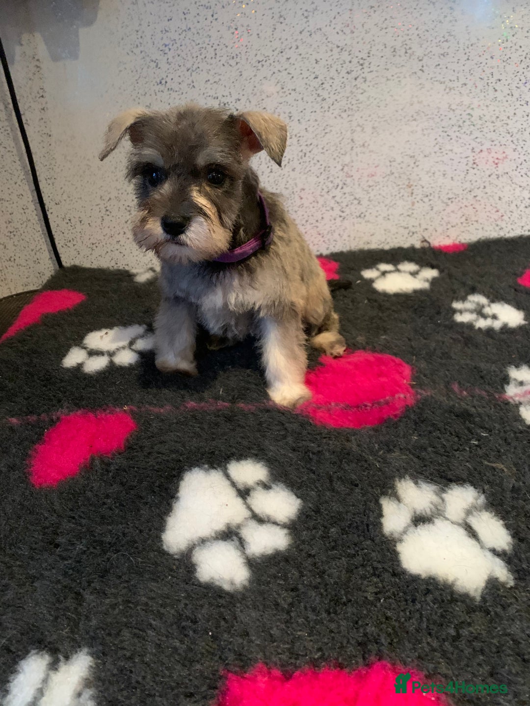 Miniature Schnauzer dogs for sale: Miniature schnauzer puppies  - Advert 8