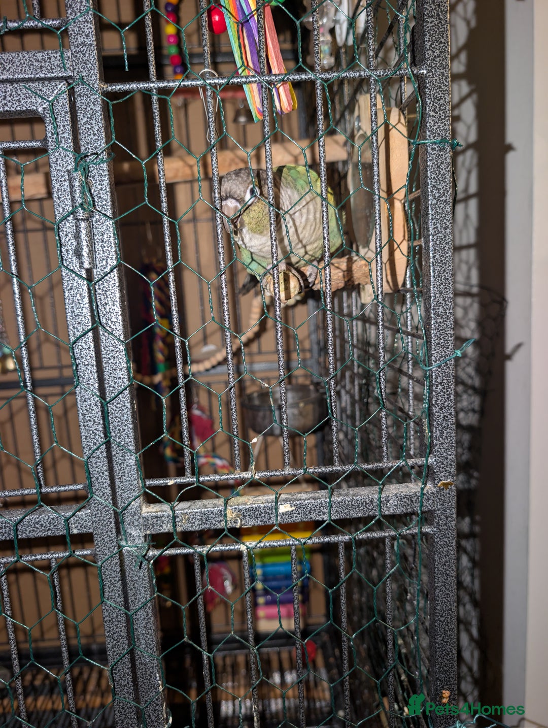 Conures birds for sale: Turquoise conure parrot  - Advert 5