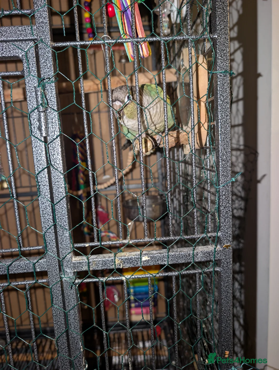 Conures birds for sale: Turquoise conure parrot  - Advert 5