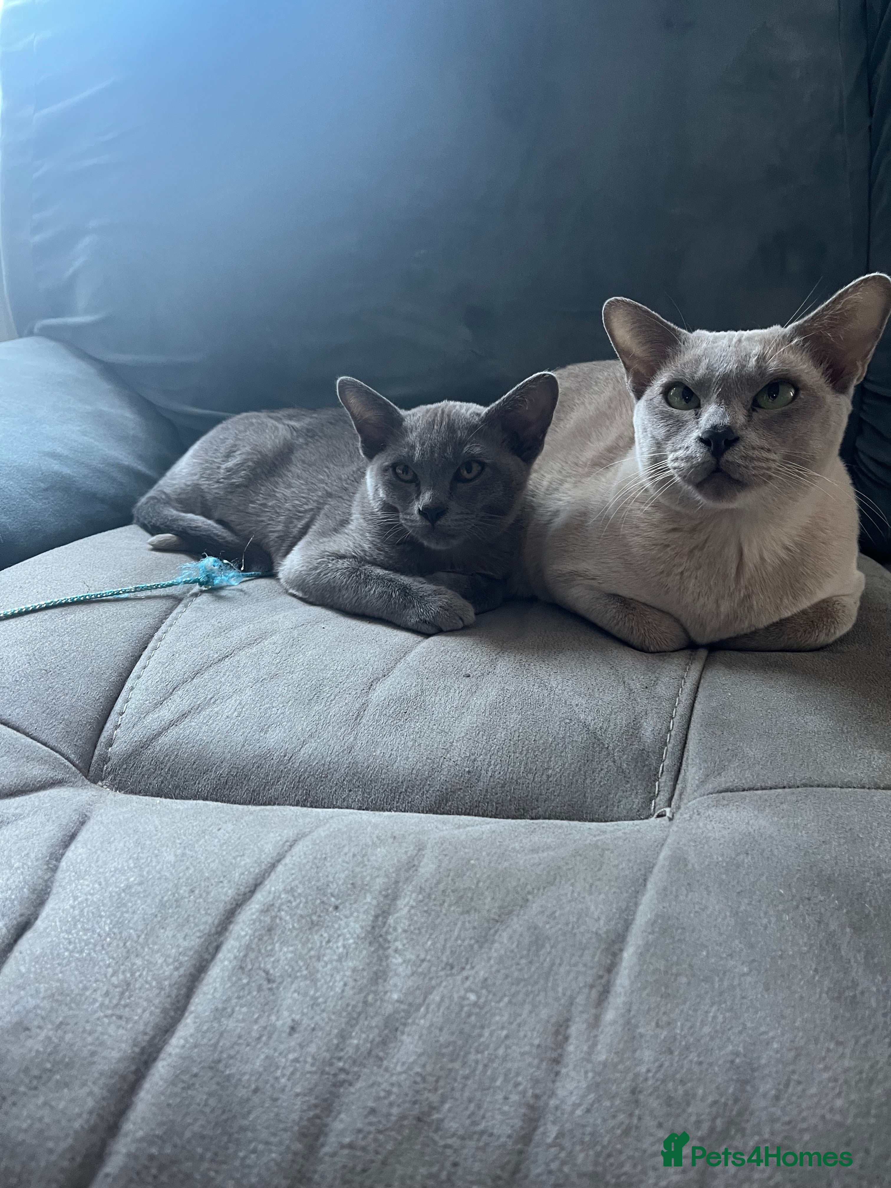 Burmese cats Burmese kittens  - Advert 1