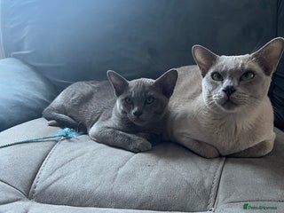 Burmese cats Burmese kittens - Advert 2