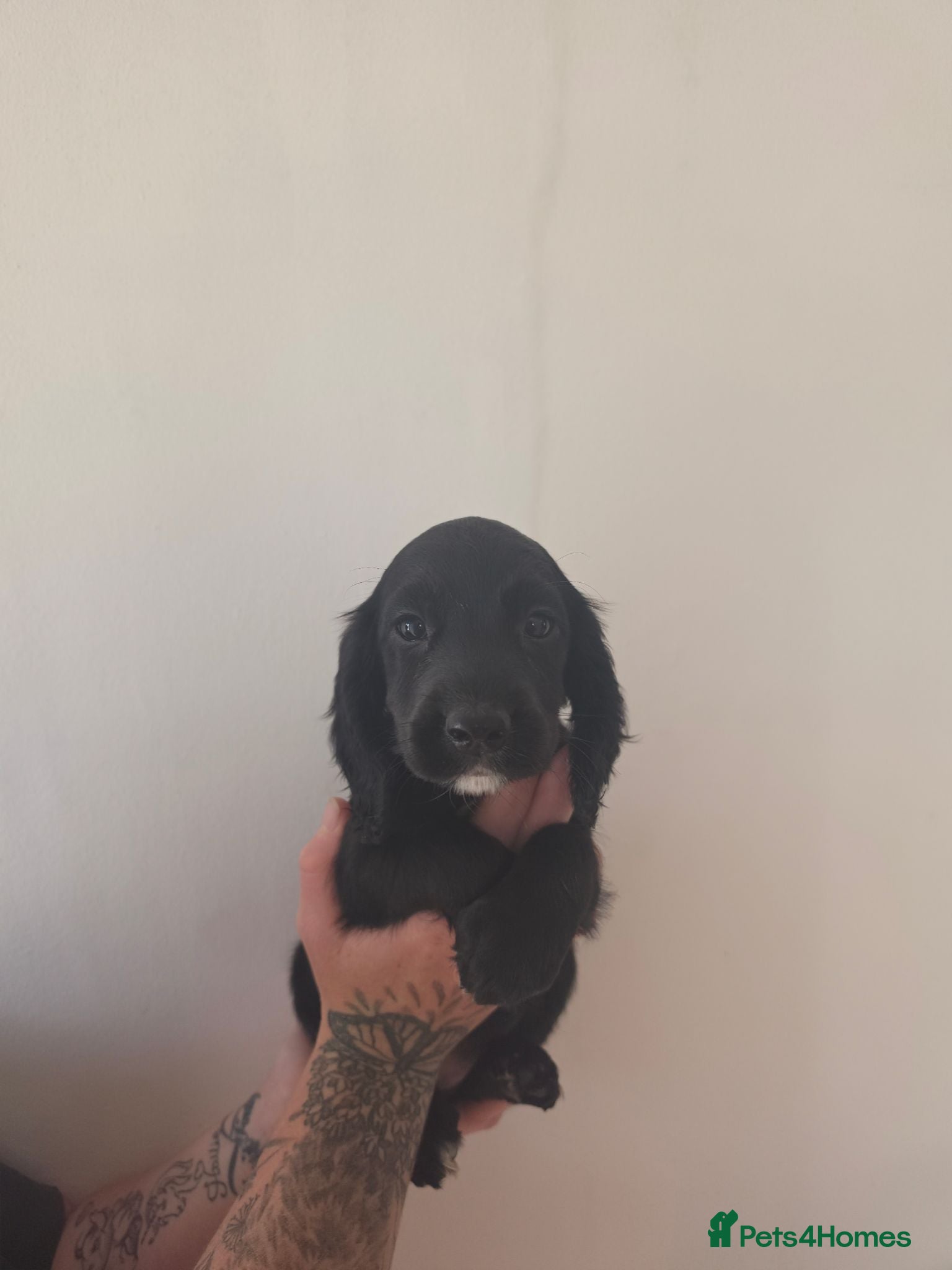 Sprocker dogs Sprocker spaniel  - Advert 8