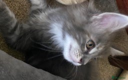 Maine Coon cats for sale: Ready Now  - Image 6