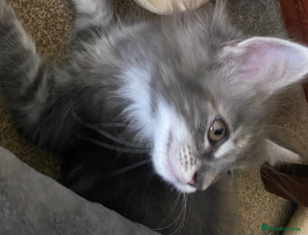 Maine Coon cats for sale: Ready Now  - Image 6