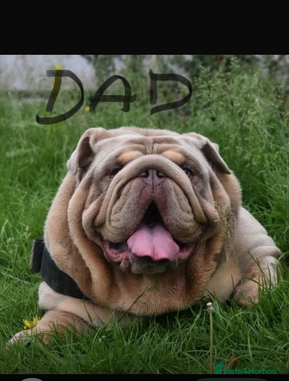 English Bulldog dogs for sale: 14 months old English Bulldog and 7 months old gir - Advert 15