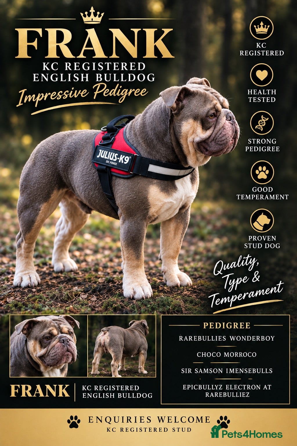 English Bulldog dogs English bulldog for stud  - Advert 1