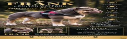English Bulldog dogs for stud: English bulldog for stud  - Advert 1