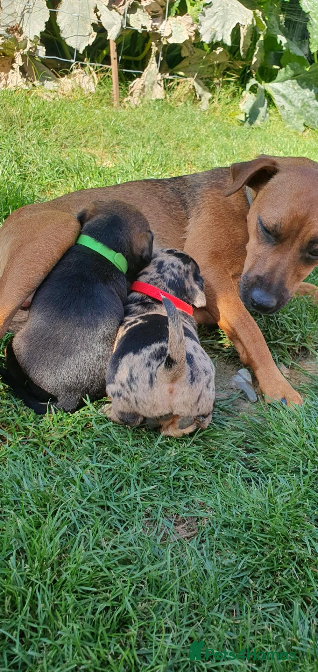 Mixed Breed dogs for sale: Patterdale Terrier x chihuahua puppies  - Advert 1