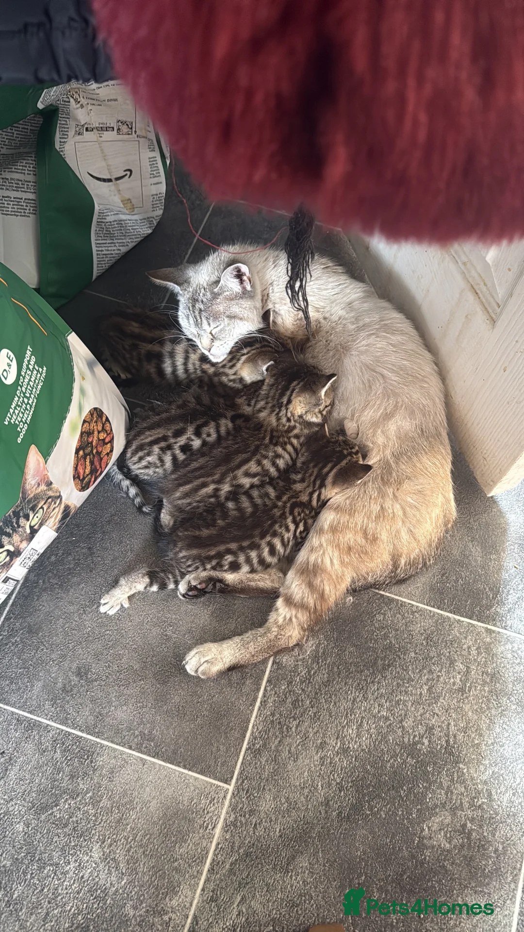 Mixed Breed cats for sale: Gorgeous half bengal kittens for sale  - Advert 1