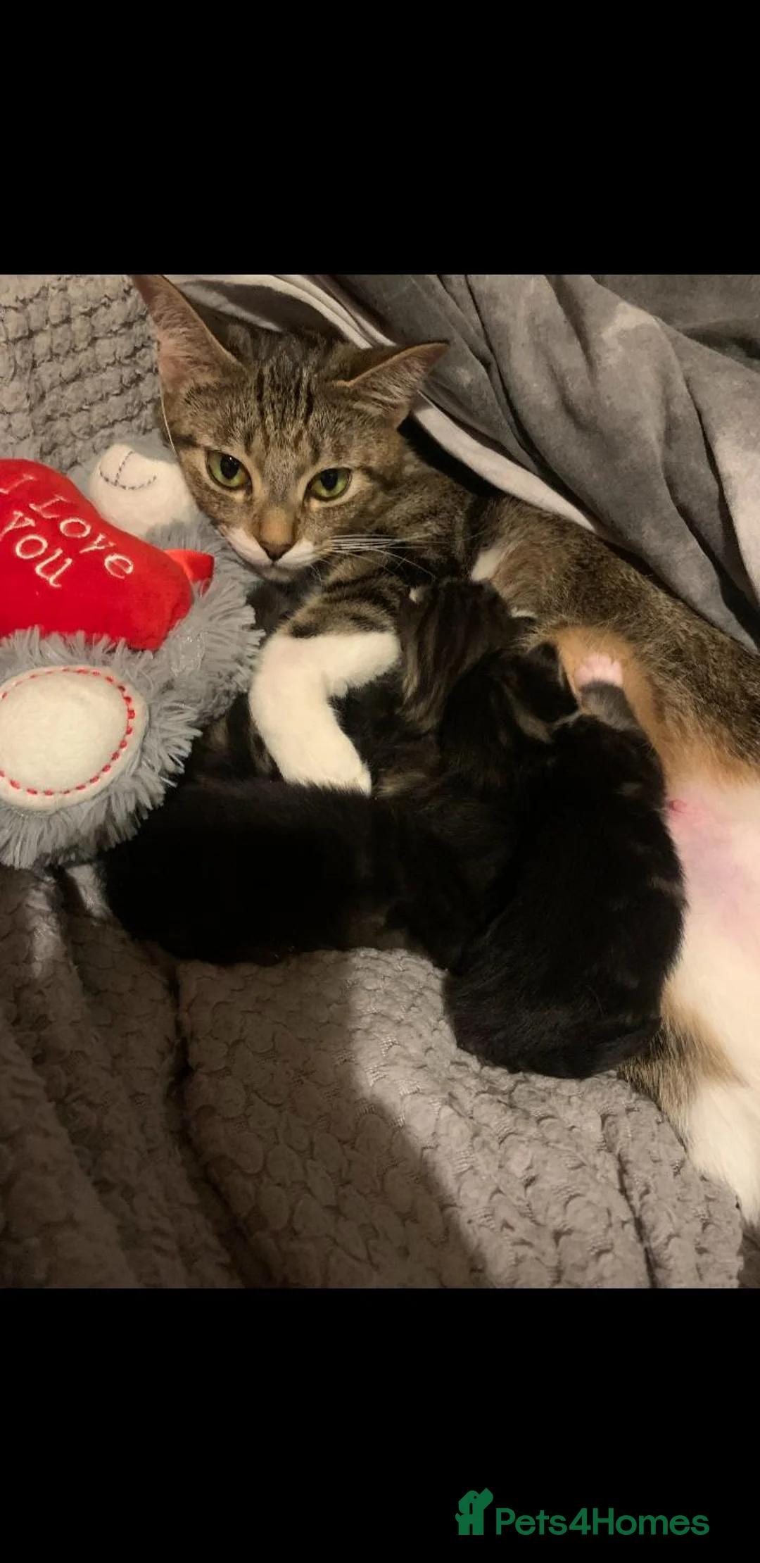 Domestic Shorthair cats for sale: Kittens for sale in Glasgow - Advert 1