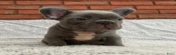 French Bulldog dogs for stud: Absolutely stunning, true to type French bulldog - Advert 9