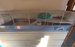 Hamster rodents for sale: Syrian hamster with cage and accessories  - Image 3